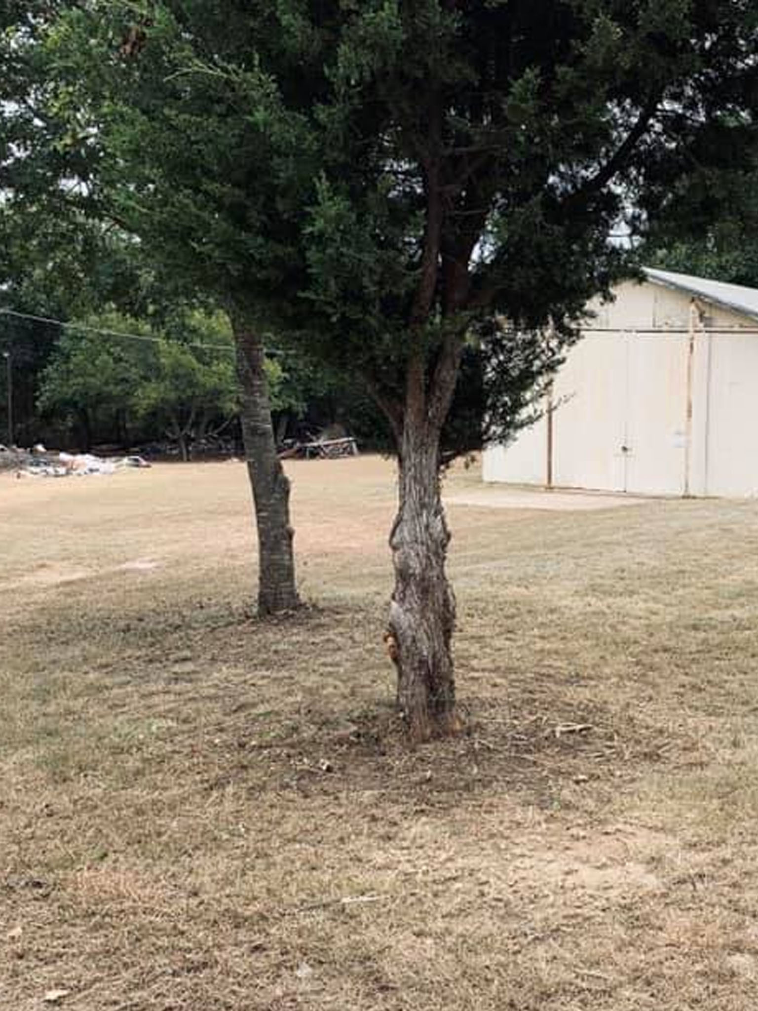 treeservices