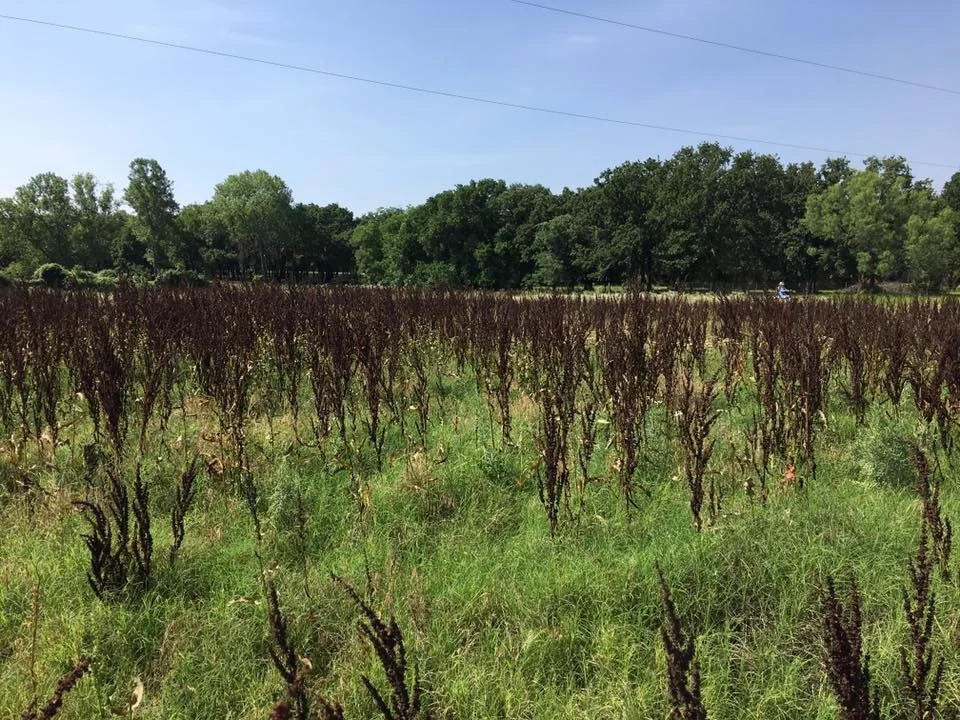Field Before Cutting by Yard Sharks Property Services