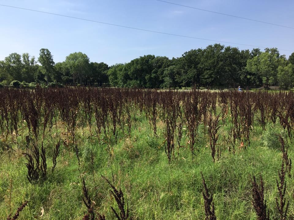 Yard Sharks field work