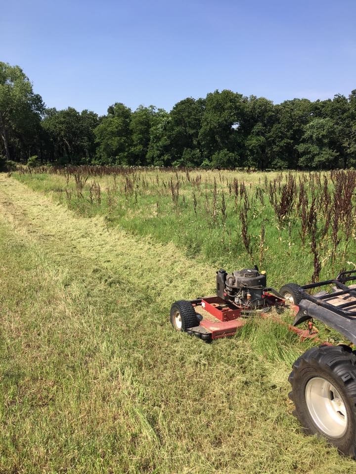 Cut Line in Progress by Yard Sharks Property Services