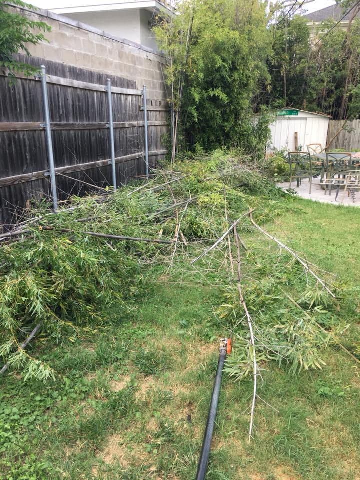Cut branches staged for removal
