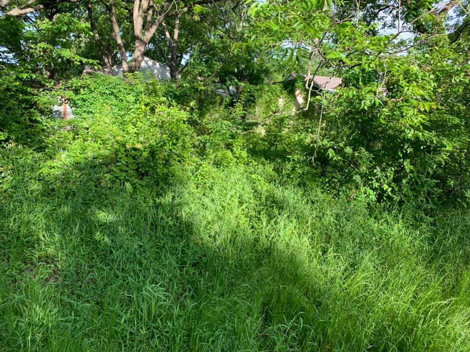 Dense vegetation before clearing