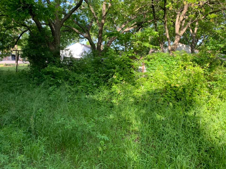 Overgrown backyard before clearing