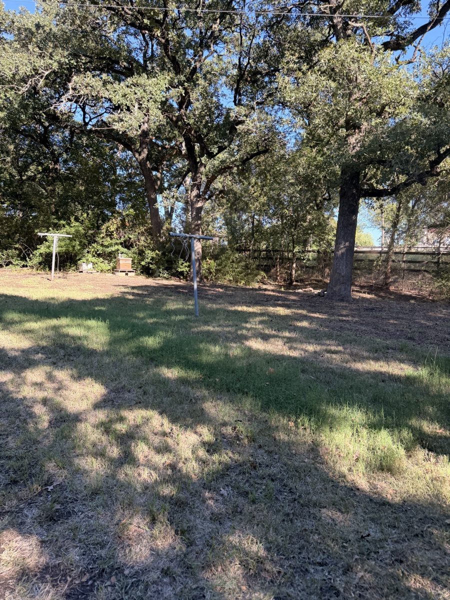 Grass beneath mature backyard trees before mowing in Weatherford, Texas.