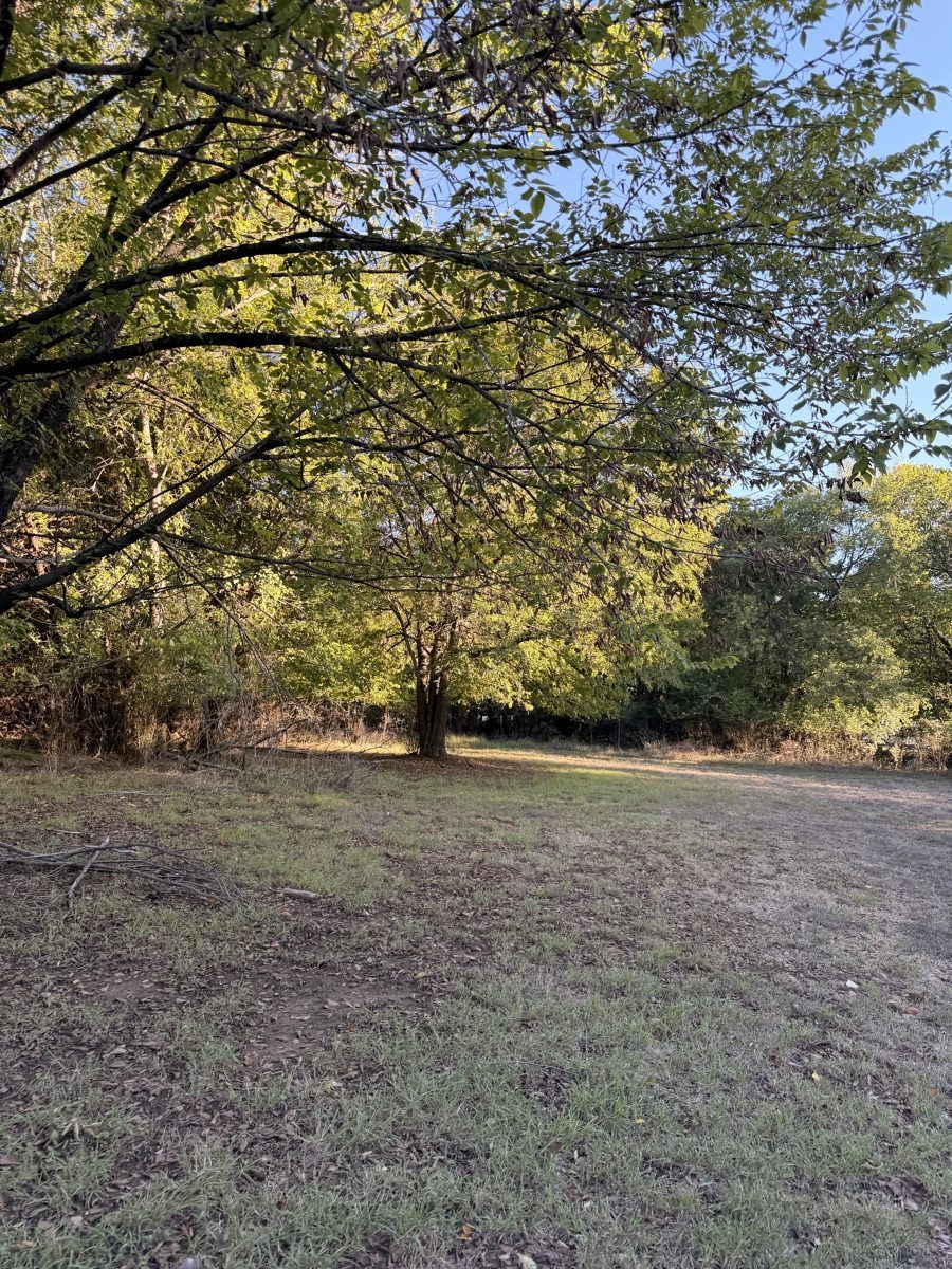 Tree-lined grass area before mowing in Weatherford, Texas.